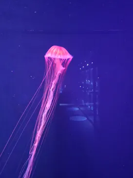 すみだ水族館に投稿された画像（2020/9/14）