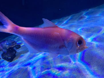 サンシャイン水族館に投稿された画像（2020/9/14）