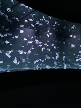 サンシャイン水族館に投稿された画像（2020/9/14）