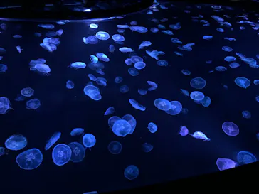 すみだ水族館に投稿された画像（2020/9/14）