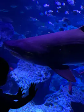 すみだ水族館に投稿された画像（2020/9/14）