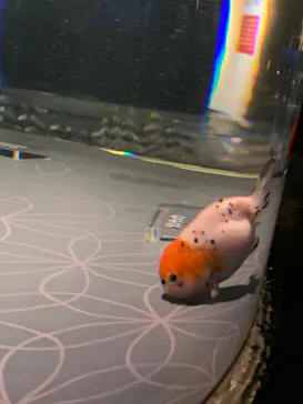 すみだ水族館に投稿された画像（2020/9/14）