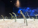 すみだ水族館に投稿された画像（2020/9/14）