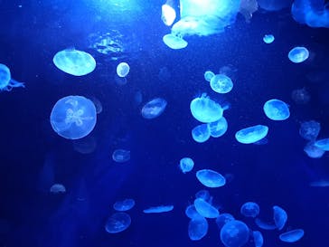 サンシャイン水族館に投稿された画像（2020/9/14）