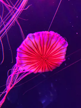 すみだ水族館に投稿された画像（2020/9/14）