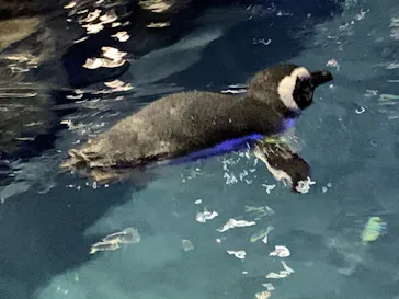 すみだ水族館に投稿された画像（2020/9/14）