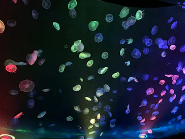 すみだ水族館に投稿された画像（2020/9/14）