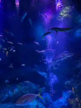 すみだ水族館に投稿された画像（2020/9/14）