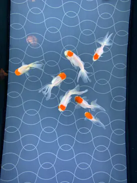 すみだ水族館に投稿された画像（2020/9/14）