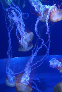 すみだ水族館に投稿された画像（2020/9/14）