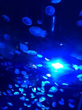 サンシャイン水族館に投稿された画像（2020/9/14）