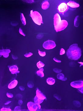 サンシャイン水族館に投稿された画像（2020/9/14）