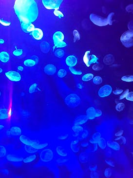 サンシャイン水族館に投稿された画像（2020/9/14）