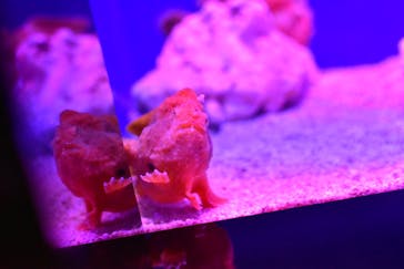 サンシャイン水族館に投稿された画像（2020/9/14）