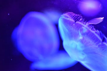 サンシャイン水族館に投稿された画像（2020/9/14）