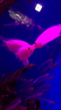 サンシャイン水族館に投稿された画像（2020/9/14）