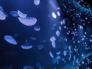 サンシャイン水族館に投稿された画像（2020/9/14）