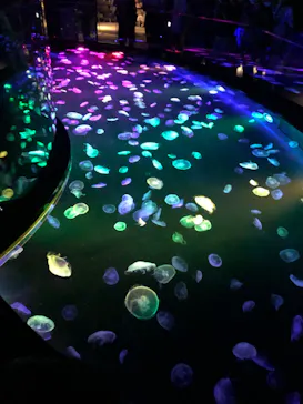 すみだ水族館に投稿された画像（2020/9/15）