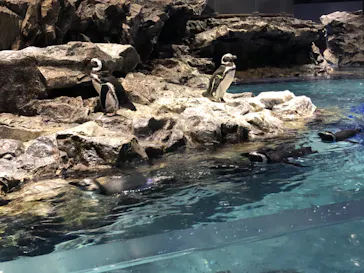 すみだ水族館に投稿された画像（2020/9/15）