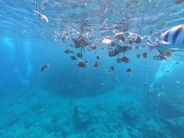 DIVING-SHOP SUNSに投稿された画像（2020/9/15）