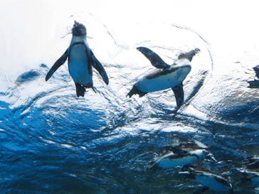 サンシャイン水族館に投稿された画像（2020/9/15）