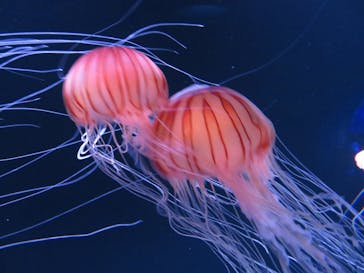 サンシャイン水族館に投稿された画像（2020/9/15）