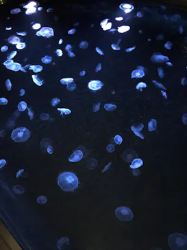 すみだ水族館に投稿された画像（2020/9/15）