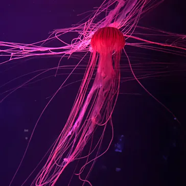 すみだ水族館に投稿された画像（2020/9/15）