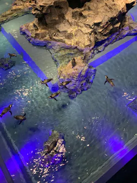 すみだ水族館に投稿された画像（2020/9/15）