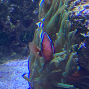 すみだ水族館に投稿された画像（2020/9/15）