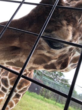 那須サファリパークに投稿された画像（2020/9/15）