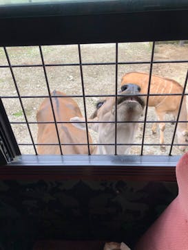 那須サファリパークに投稿された画像（2020/9/15）