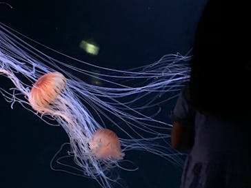 サンシャイン水族館に投稿された画像（2020/9/15）