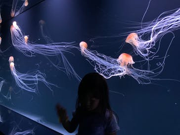 サンシャイン水族館に投稿された画像（2020/9/15）