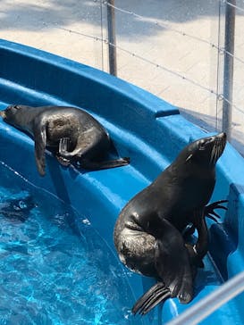 大分マリーンパレス水族館 「うみたまご」に投稿された画像（2020/9/15）