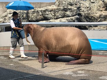 大分マリーンパレス水族館 「うみたまご」に投稿された画像（2020/9/15）