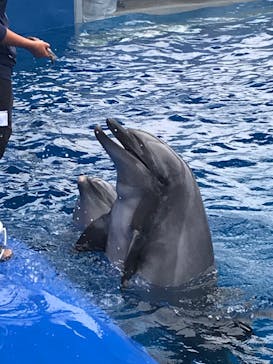 大分マリーンパレス水族館 「うみたまご」に投稿された画像（2020/9/15）