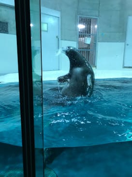 大分マリーンパレス水族館 「うみたまご」に投稿された画像（2020/9/15）