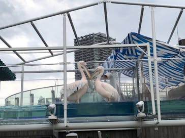 サンシャイン水族館に投稿された画像（2020/9/15）