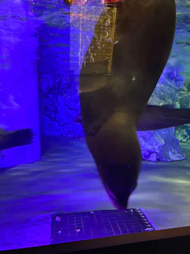 すみだ水族館に投稿された画像（2020/9/15）