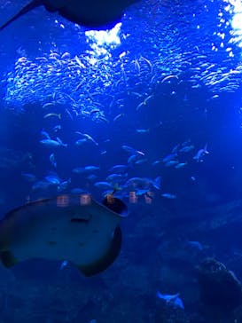 京都水族館に投稿された画像（2020/9/15）