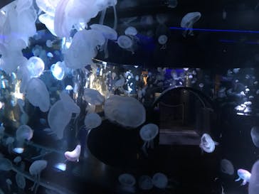 京都水族館に投稿された画像（2020/9/15）