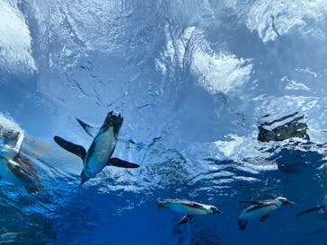 サンシャイン水族館に投稿された画像（2020/9/15）