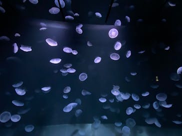 サンシャイン水族館に投稿された画像（2020/9/15）