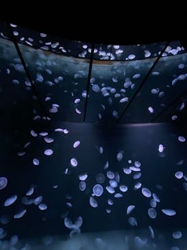 サンシャイン水族館に投稿された画像（2020/9/15）