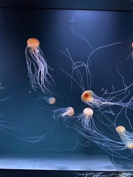 サンシャイン水族館に投稿された画像（2020/9/15）