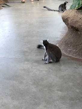 神戸どうぶつ王国に投稿された画像（2020/9/15）