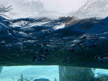 サンシャイン水族館に投稿された画像（2020/9/15）