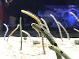 すみだ水族館に投稿された画像（2020/9/15）