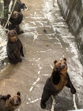 のぼりべつクマ牧場に投稿された画像（2020/9/16）